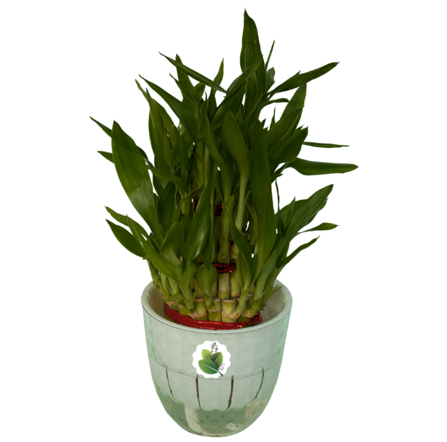Lucky Bamboo Plant