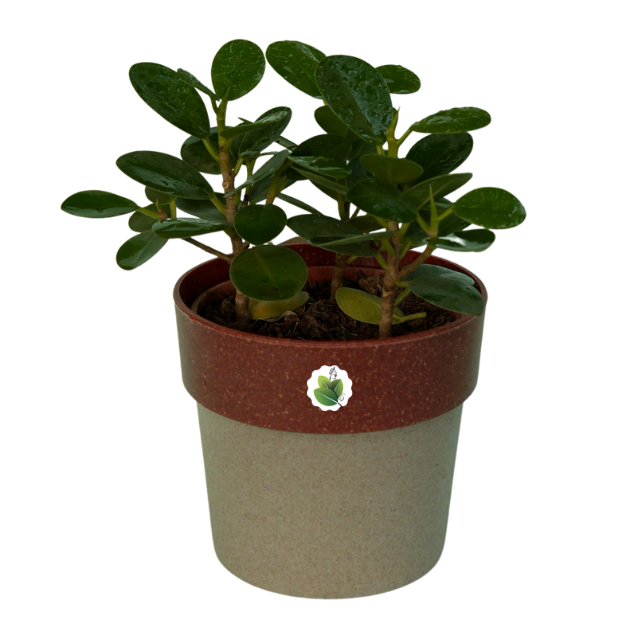 Ficus microcarpa