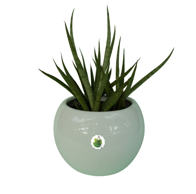 Sansevieria Silver Mikado