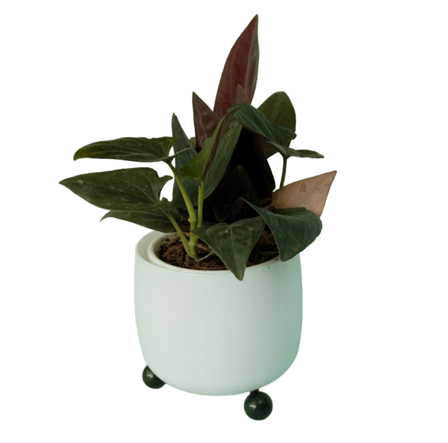 Syngonium erythrophyllum