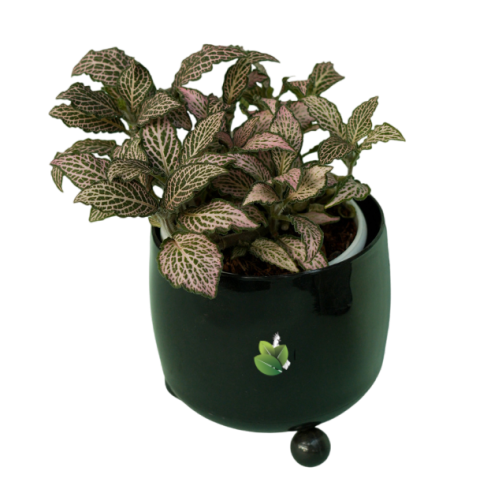 FITTONIA FRANKIE